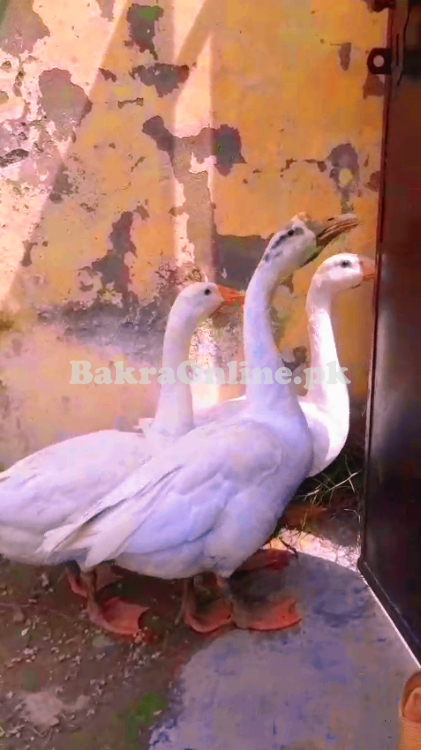 “🦆  3 big healthy adult  Ducks  – For Sale 🐥✨”