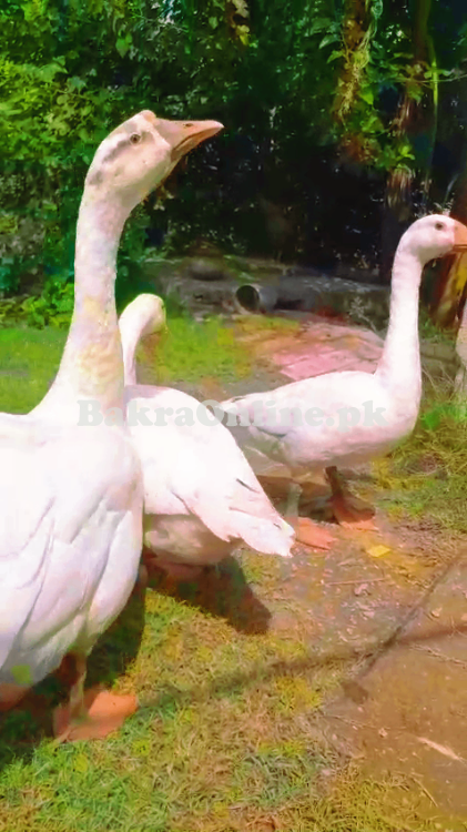 “🦆  3 big healthy adult  Ducks  – For Sale 🐥✨”