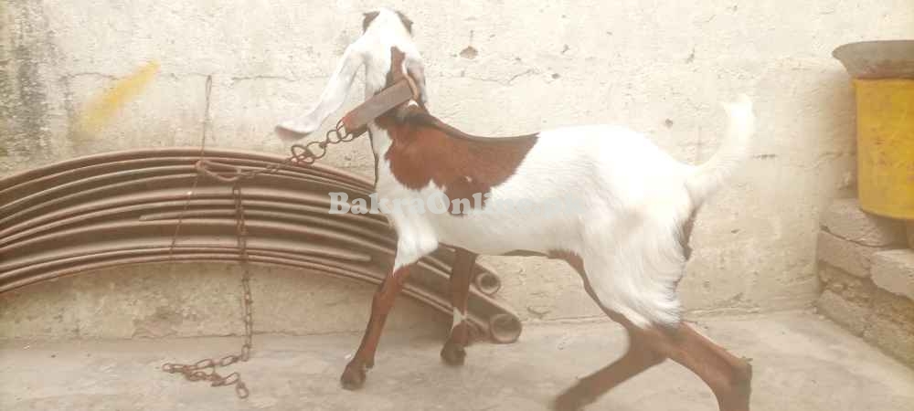 Bakri bacha nagri beetal
