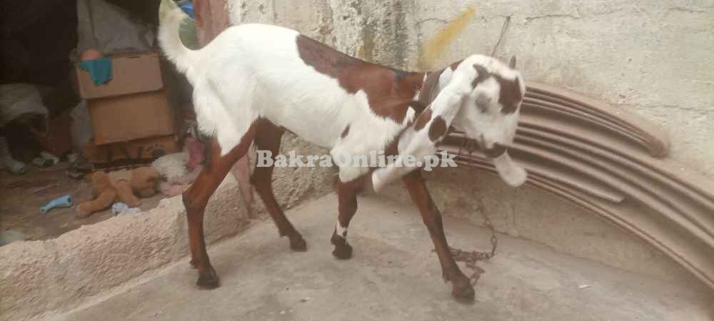 Bakri bacha nagri beetal