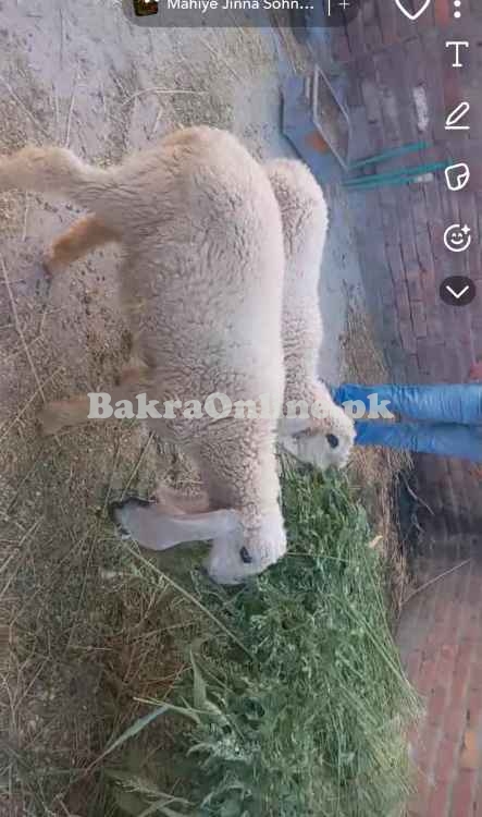 Kajle Sheep Pair Lahore
