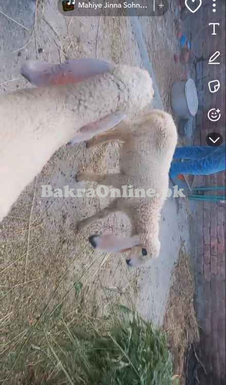 Kajle Sheep Pair Lahore