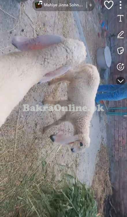 Kajle Sheep Pair Lahore