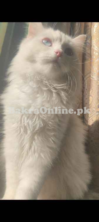 Beautiful Persian well trained full vaccinated