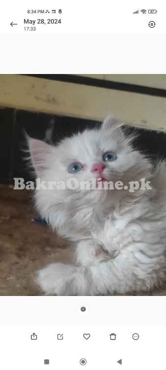 Beautiful Persian well trained full vaccinated