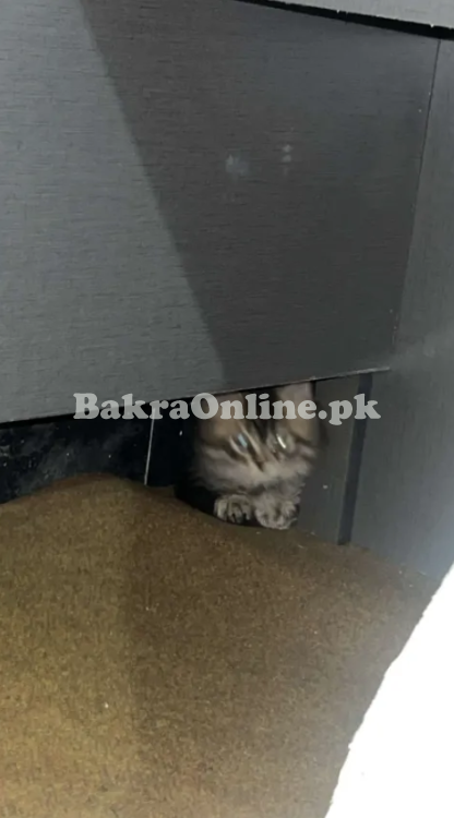 Siberian kitten
