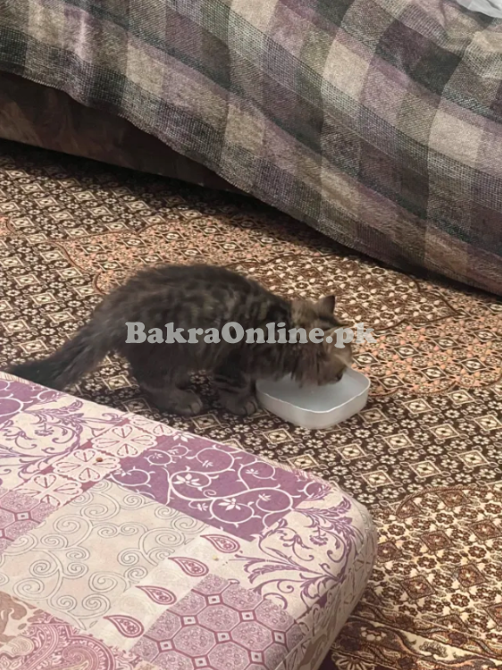 Siberian kitten