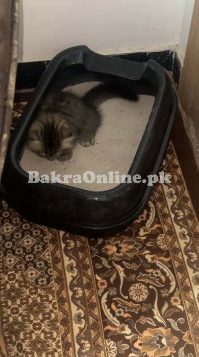 Siberian kitten