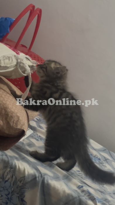Siberian kitten