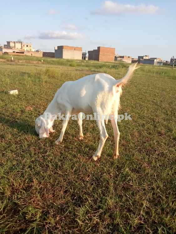 Rajan Puri Beetal Bakri For Sale