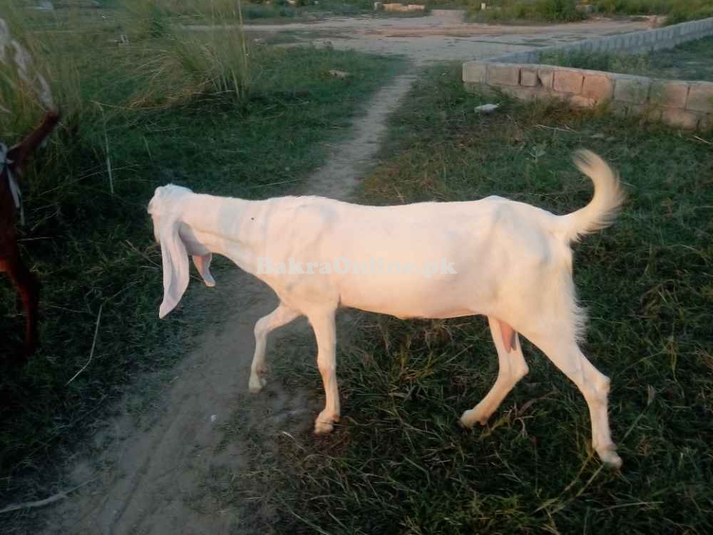 Rajan Puri Beetal Bakri For Sale