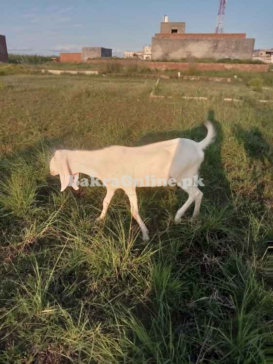 Rajan Puri Beetal Bakri For Sale