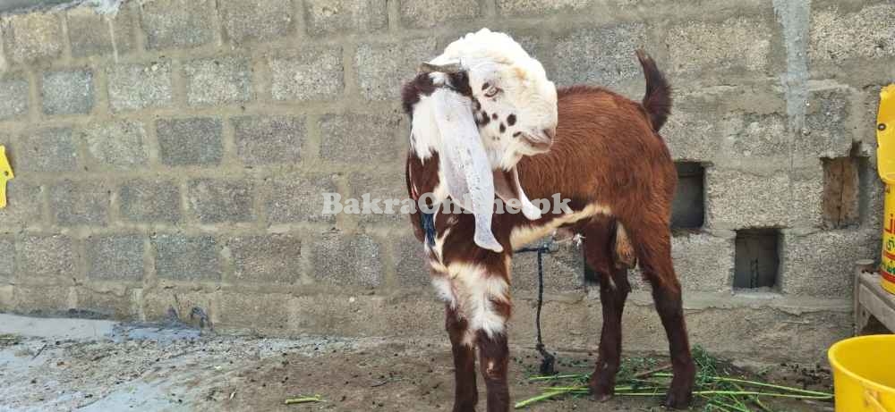 Goat for argent sale