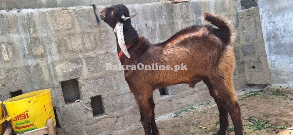 Goat for argent sale