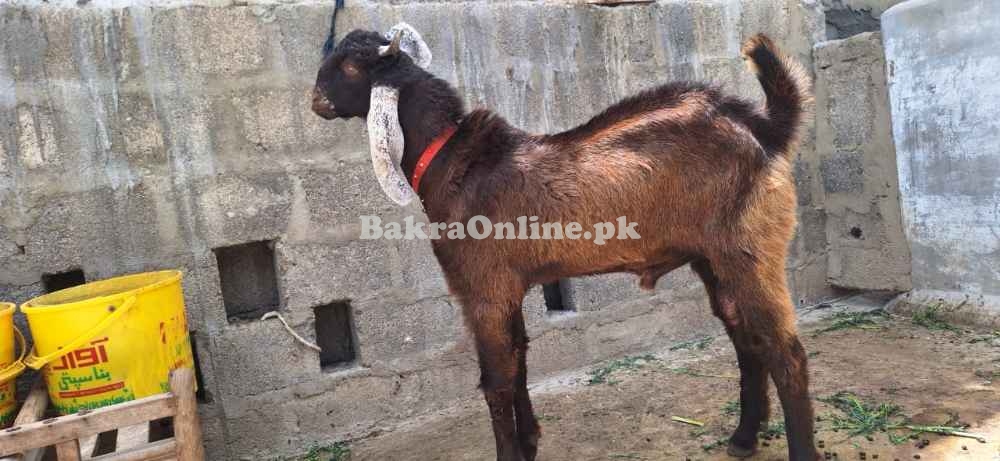 Goat for argent sale