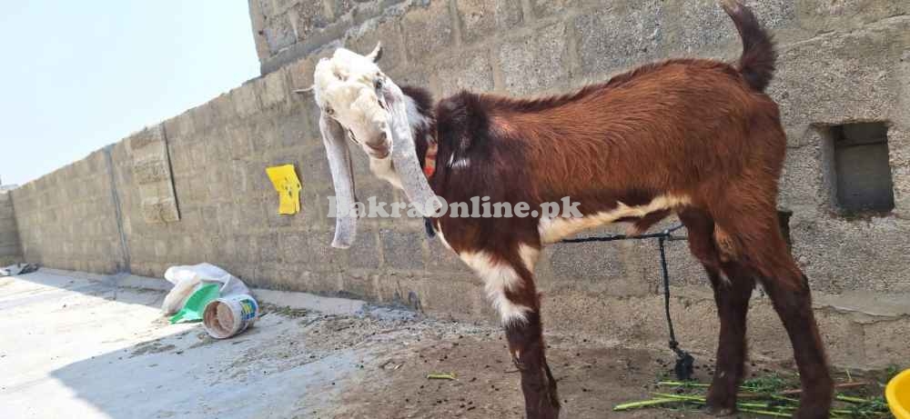 Goat for argent sale