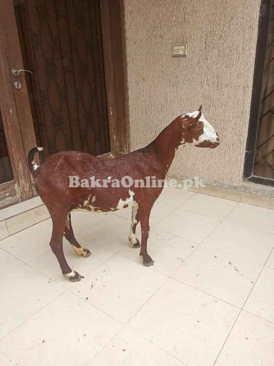 Gabban bakri/ pure Barbara. 2.5month confirm