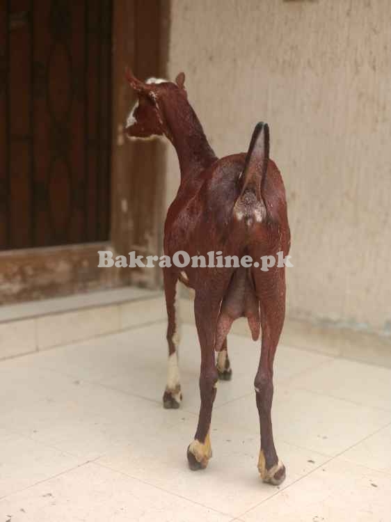 Gabban bakri/ pure Barbara. 2.5month confirm