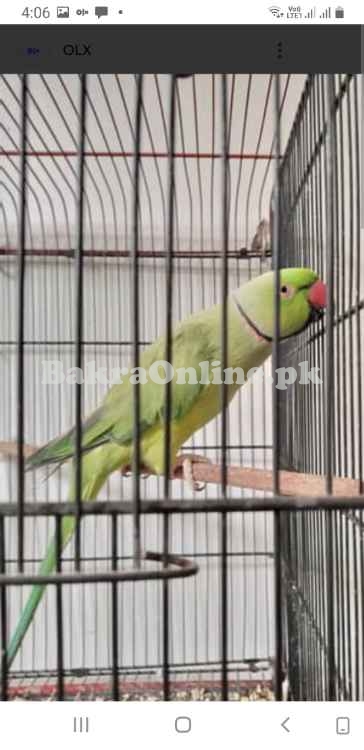 Green ringneck wild breeder male