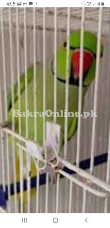 Green ringneck wild breeder male