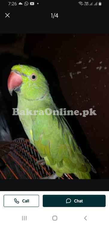 Green ringneck wild breeder male