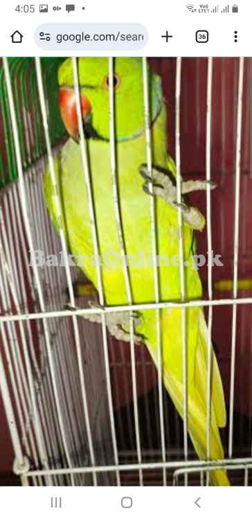 Green ringneck wild breeder male
