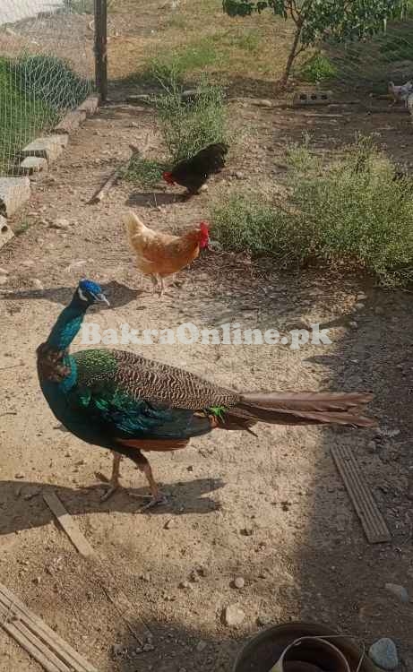 Blue shoulder indian male peacock for sale