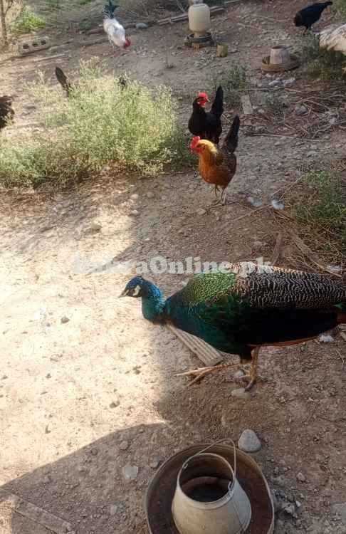 Blue shoulder indian male peacock for sale
