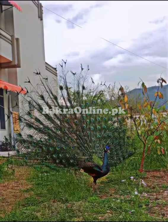 Blue shoulder indian male peacock for sale
