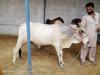 Qurbani 5 bulls White