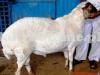 Dumba for Qurbani in Karachi