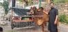 Bull for sale in murree