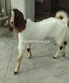2 dant Nawabshah Male