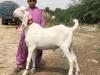 Gulabi bakra sale for eid 2022
