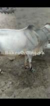 3 bachre sahiwal or ek desi ralor mun se khire dstyab hn