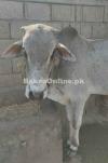 Grey colour Bull