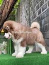 TOP QUALITY ALASKAN MALAMUTE PUPPIES AVAILABLE FOR SALE