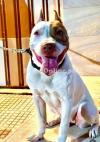 American Pitbull for Sale – Strong, Loyal, and Powerful Companion
