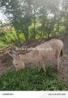 Nar Donkey for Sale – Strong, Loyal & Ready to Work