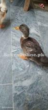 Indian Runner Ducks for Sale – Healthy, Active, and Beautiful Indian Runner Ducks for Sale – Healthy, Active, and Beautiful
