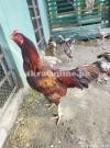 Breeder sindhi aseel