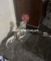 Home Breed Bangum Aseel for Sale