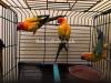 Sun conure Pair With Chick