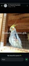 Cocktail parrot, home breed