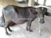 Buffalo male, mili Ravi, complete teeth, age 2 years