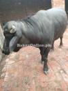 Katta for Qurbani 2025