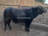 Bull for selling