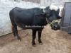 Strong Male Buffalo for Qurbani | Healthy, Ready for Eid 2025