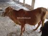 Pure sahiwal bull