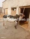 desi breek bail for sale